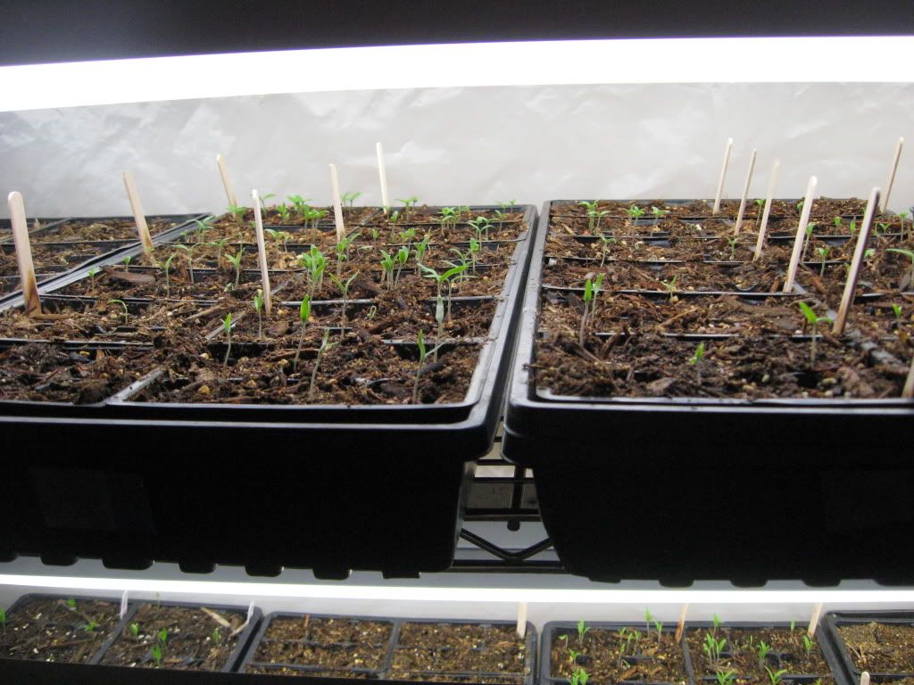 Tomato Seedlings 1