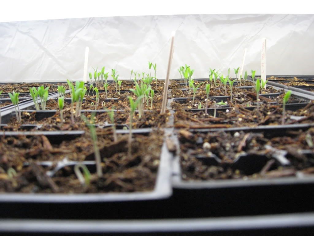 Tomato Seedlings 2