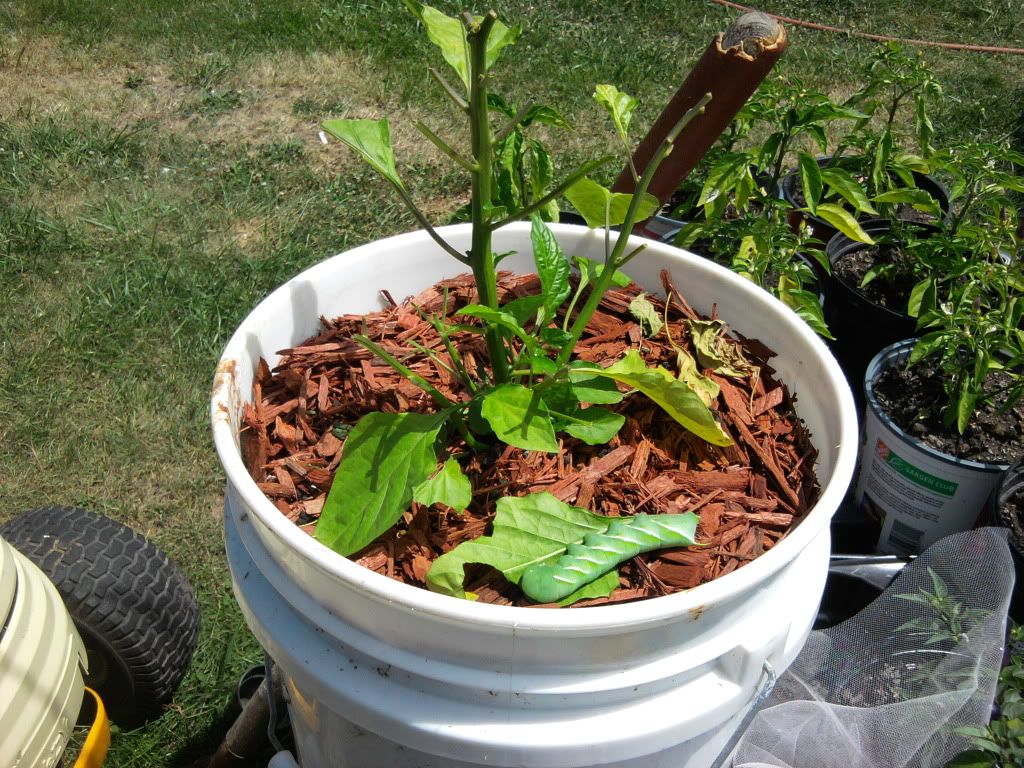 Tomato Worm vs Bhut Jolokia