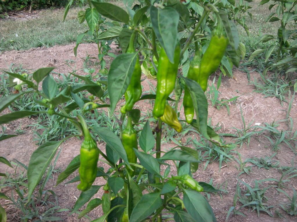 pepperoncini plant