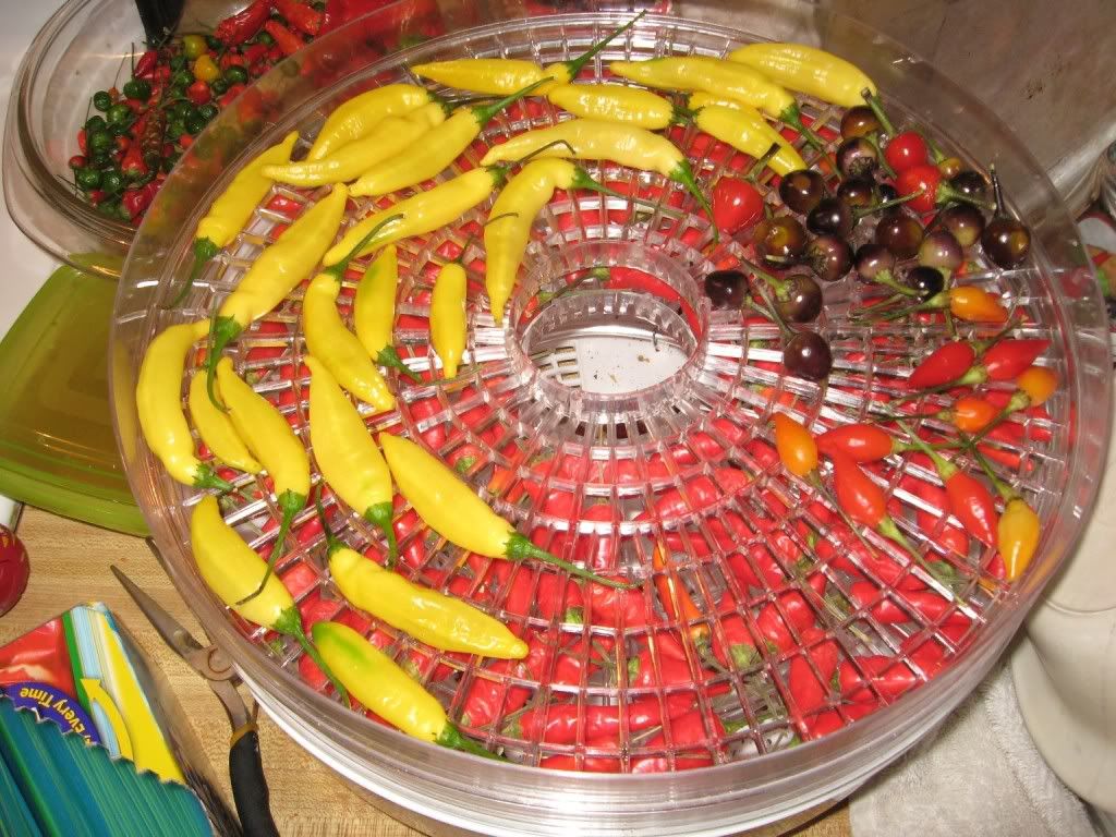 Peppers in the Dehydrator 3