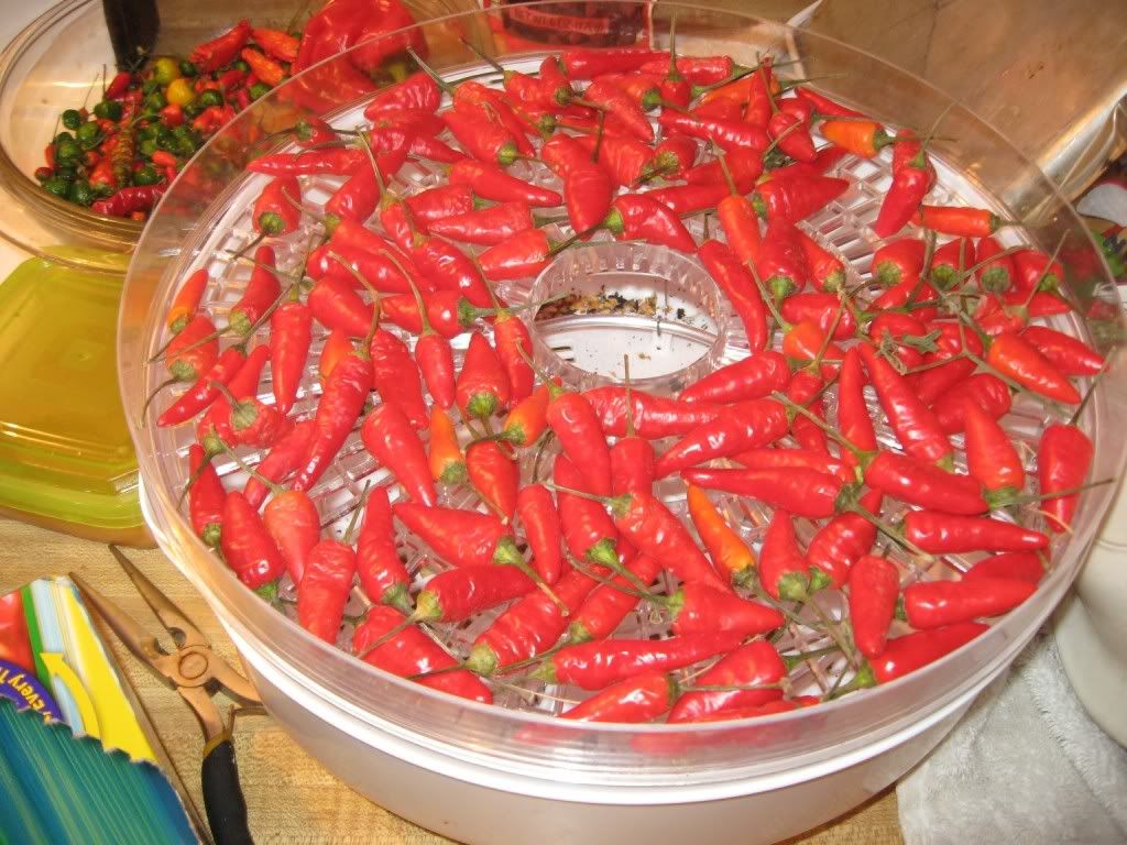 Peppers in the Dehydrator 2