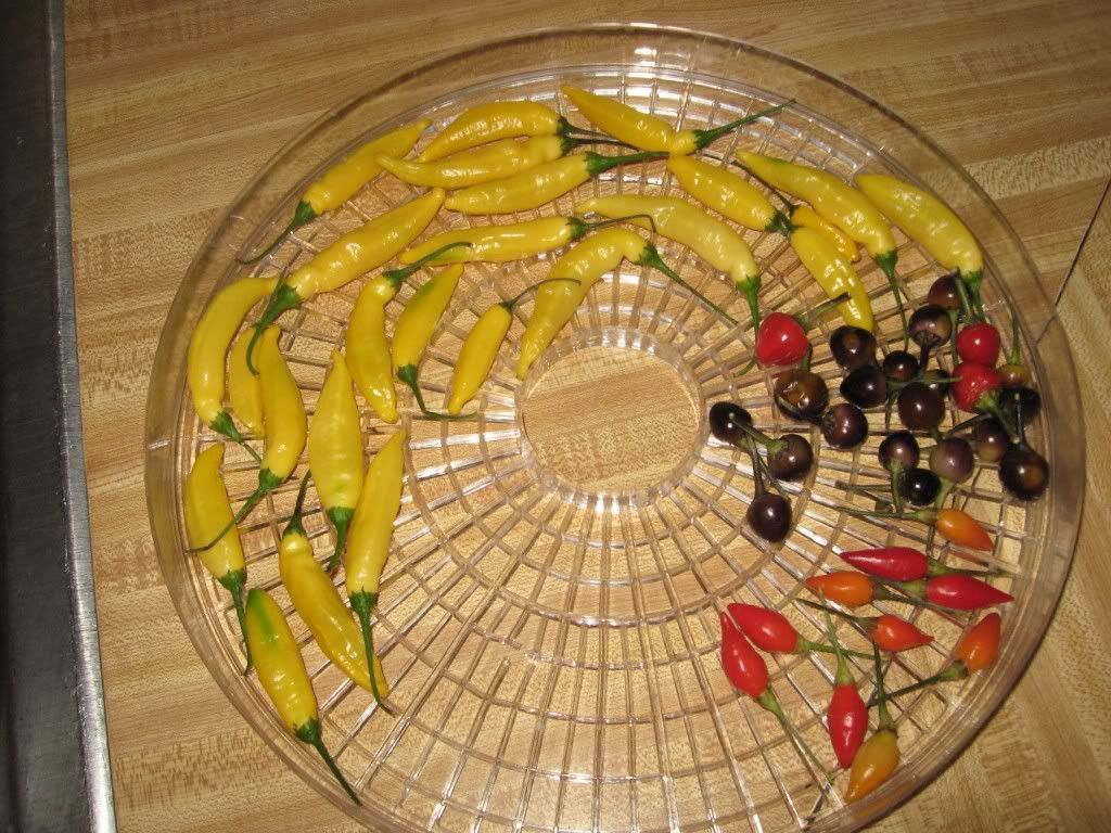 Peppers in the Dehydrator 1