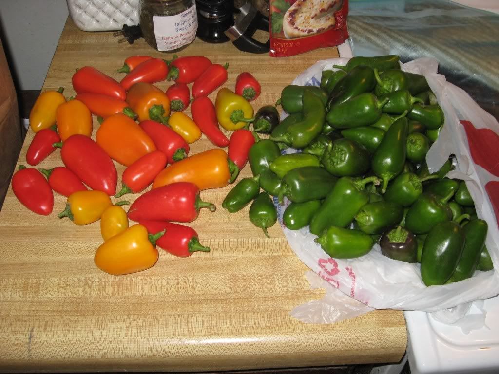 peppers,peppershot pepeprs,peppers hot peppers,harvest,hot peppers,sweet peppers