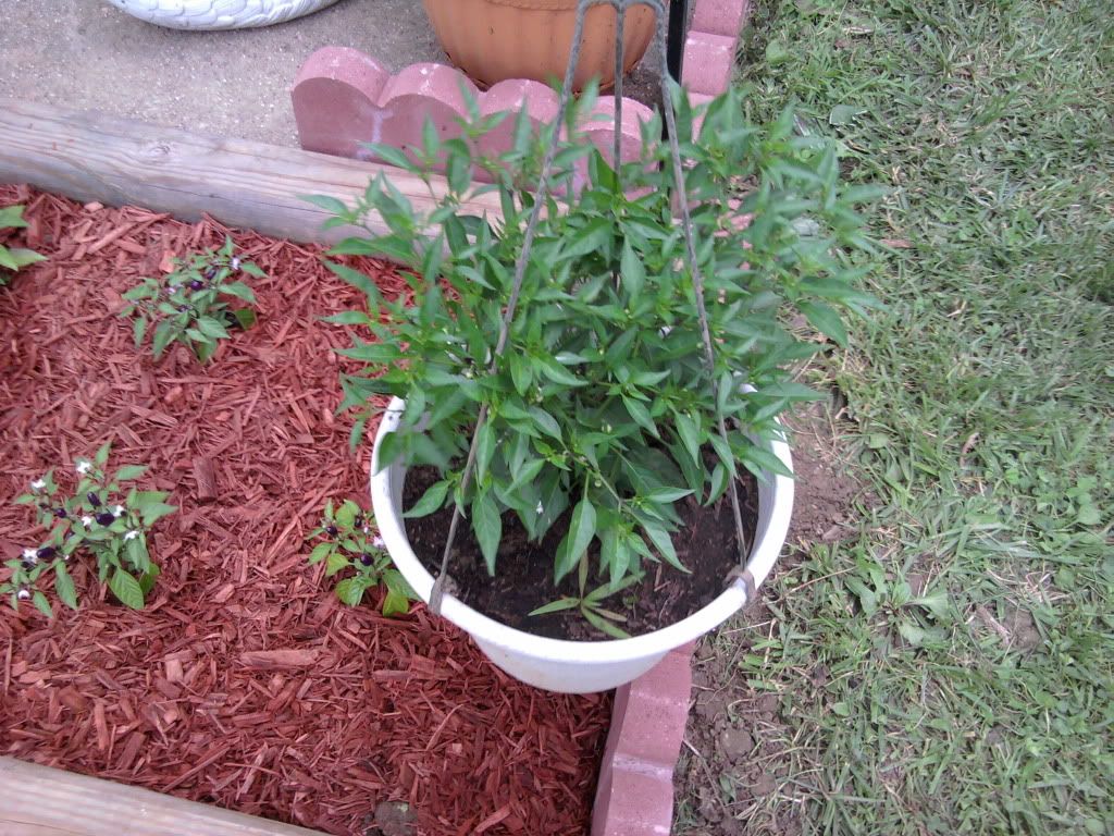 Hot thai pepper plant