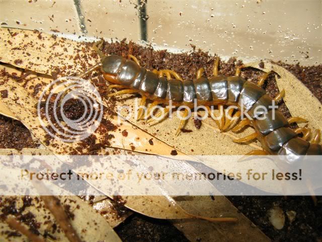QLD - Giant Centipede Babies | Aussie Pythons and Snakes
