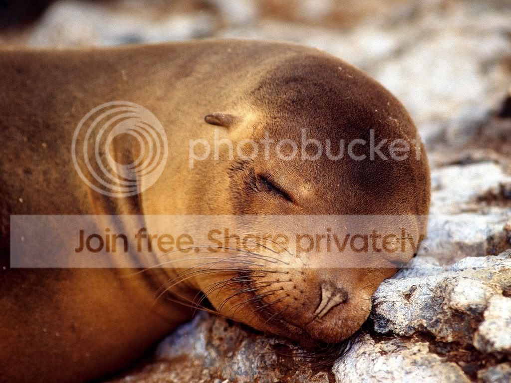ocean-life-001.jpg