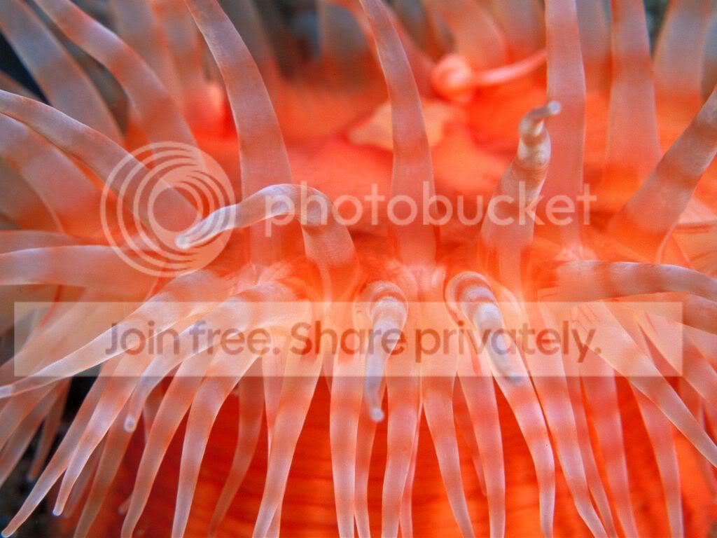 ocean-life-002.jpg