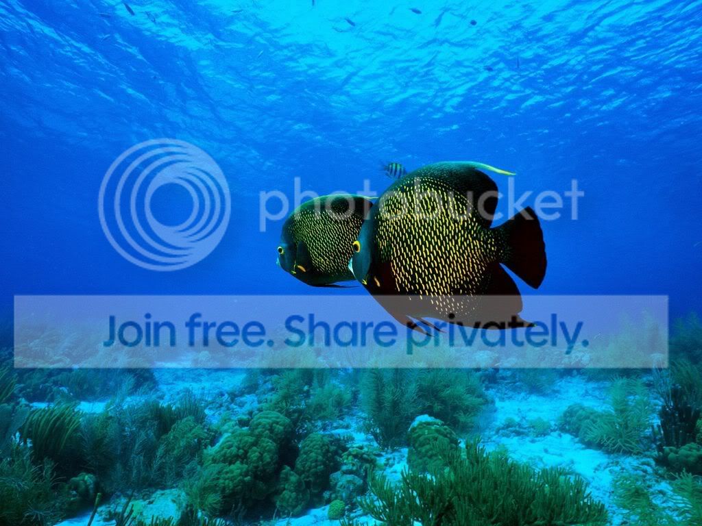 ocean-life-003.jpg