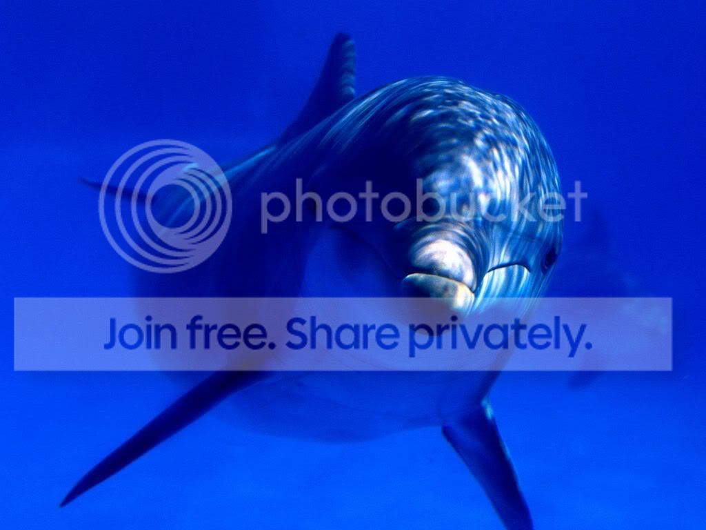 ocean-life-004.jpg