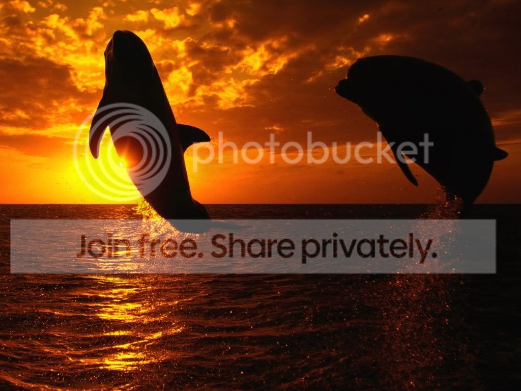 ocean-life-005.jpg