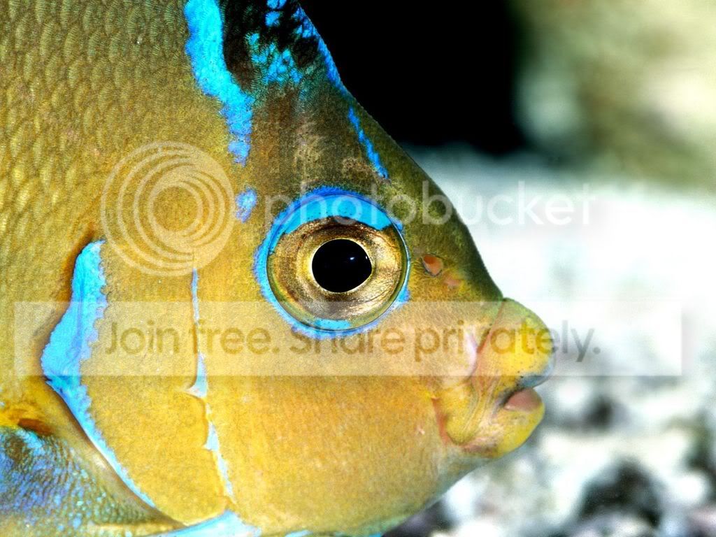 ocean-life-006.jpg
