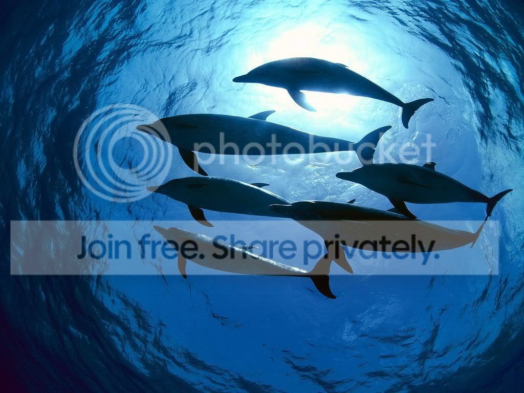 ocean-life-007.jpg