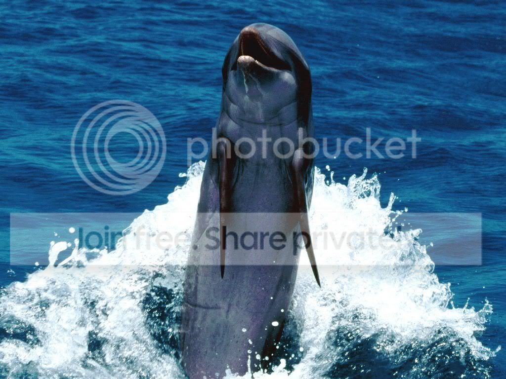 ocean-life-008.jpg
