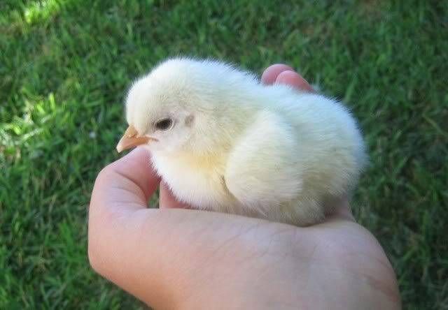 http://i228.photobucket.com/albums/ee249/iceprincess415/baby_chick.jpg