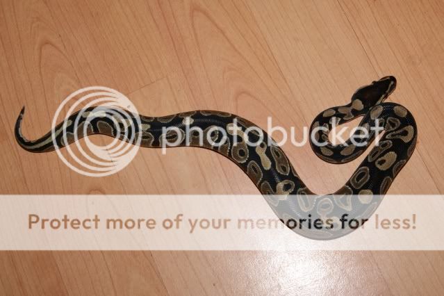 Snakes for sale Peterborough (royal corn and milk) | Reptile Forums