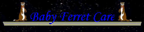 baby_ferret_care_htm_cmp_ferret3110.gif picture by Thea13_bucket